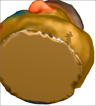 finalzied version of duck