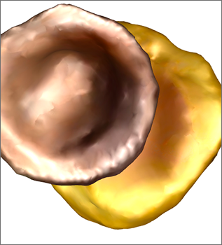 coloured top view of duck